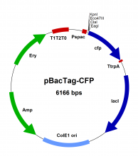 PBT005 Vector Map